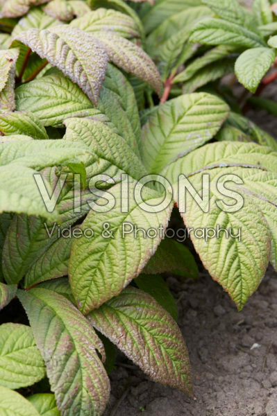 Rodgersia Snow Clouds Rodgersia Snow Clouds