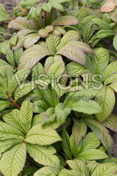 Rodgersia Snow Clouds Rodgersia Snow Clouds