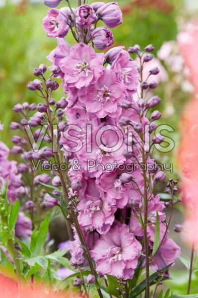 Delphinium Pink Power
