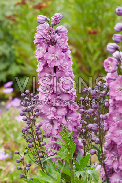 Delphinium Pink Power