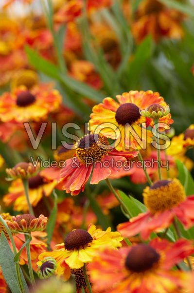 Helenium Mardi Gras