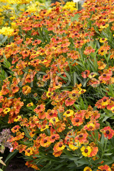 Helenium Mardi Gras