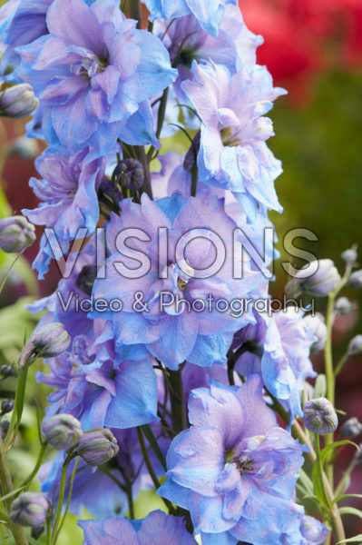 Delphinium Blue Power Delphinium Blue Power