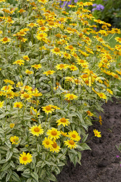 Heliopsis helianthoides Loraine Sunshine Heliopsis helianthoides Loraine Sunshine