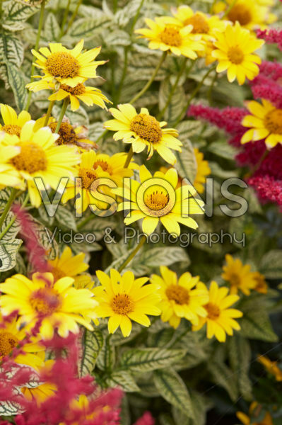 Heliopsis helianthoides Loraine Sunshine