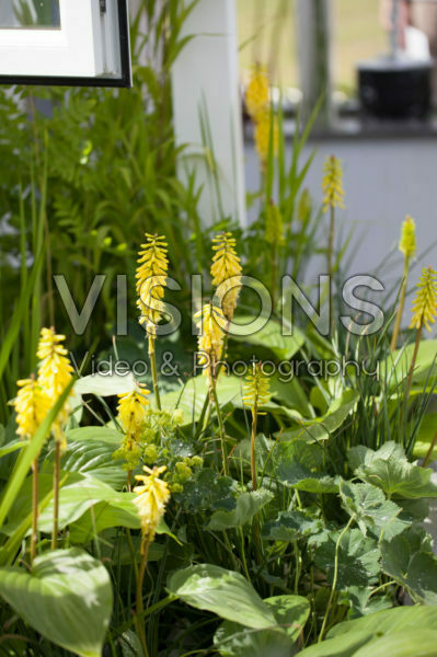 Kniphofia Lemon Popsicle Kniphofia Lemon Popsicle