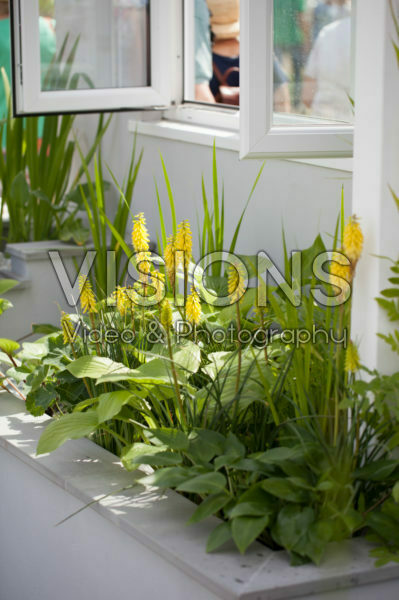 Kniphofia Lemon Popsicle Kniphofia Lemon Popsicle