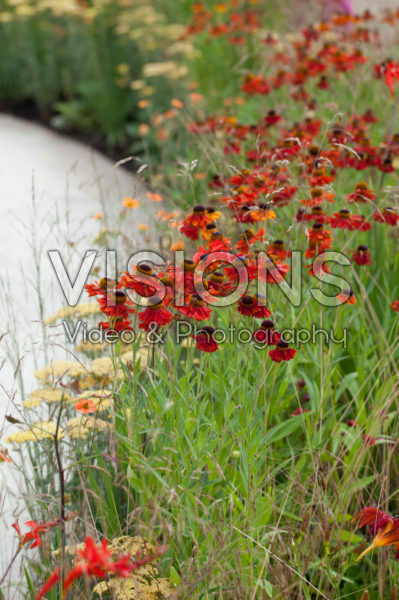 Helenium Moerheim Beauty Helenium Moerheim Beauty
