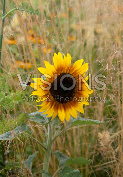 Helianthus annuus Helianthus annuus