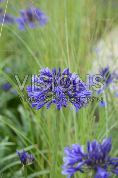 Agapanthus Navy Blue