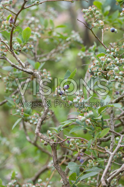 Vaccinium corymbosum Vaccinium corymbosum