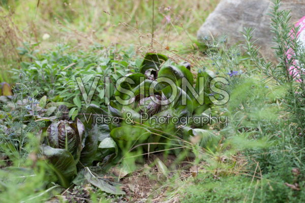 Cichorium intybus var. foliosum Cichorium intybus var. foliosum