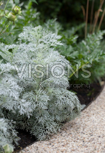Artemisia Artemisia