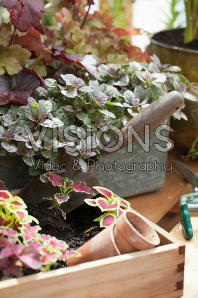 Coleus plantjes