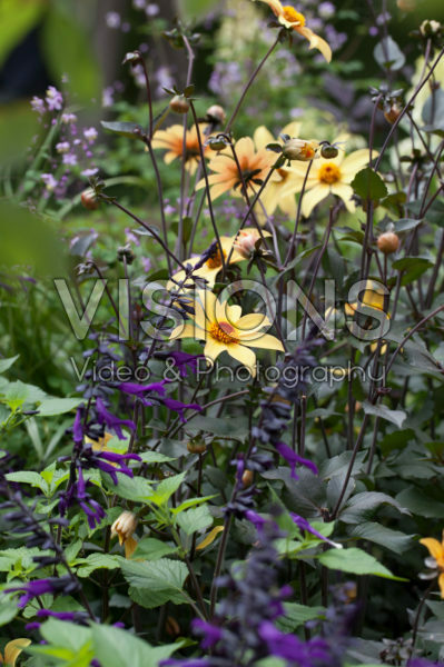 Dahlia Bishop of York, Salvia pratensis Dahlia Bishop of York, Salvia pratensis