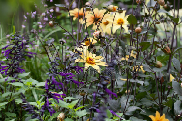 Dahlia Bishop of York, Salvia pratensis Dahlia Bishop of York, Salvia pratensis
