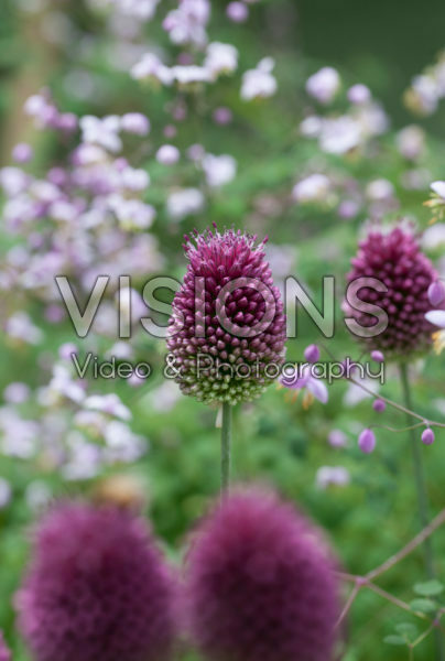 Allium sphaerocephalon Allium sphaerocephalon