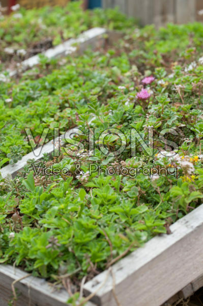 Living roof Living roof