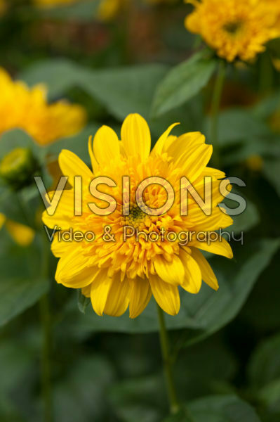 Helianthus Double Whammy