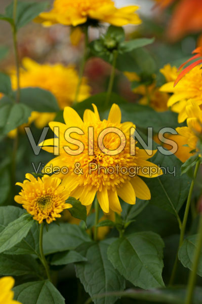 Helianthus Double Whammy