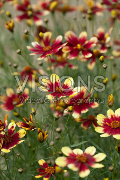 Coreopsis Bengal Tiger Coreopsis Bengal Tiger