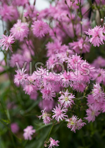 Lychnis Petite Jenny Lychnis Petite Jenny