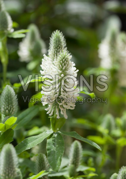 Trifolium rubens Frosty Feathers Trifolium rubens Frosty Feathers