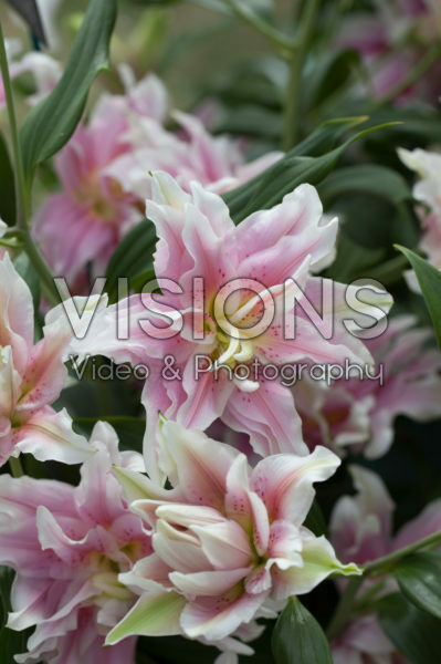 Roselily Natalia® Roselily Natalia®