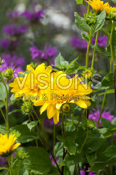 Helianthus decapetalus Loddon Gold Helianthus decapetalus Loddon Gold