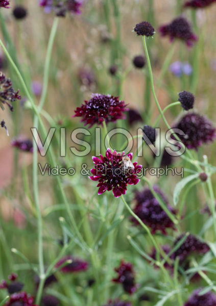 Scabiosa atropurpurea Chile Black