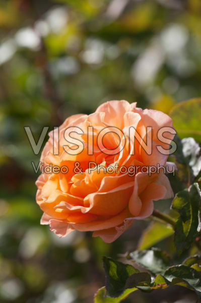 Rosa Dawn Chorus Rosa Dawn Chorus