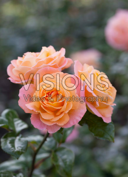 Rosa Rosemary Harkness® Rosa Rosemary Harkness®