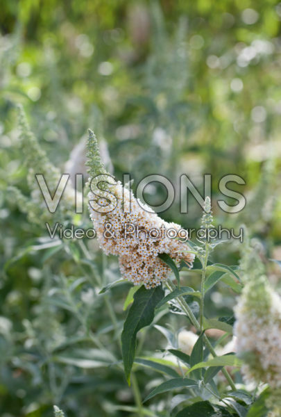 Buddleja Buddleja