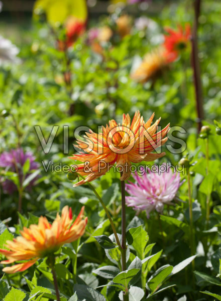 Dahlia Dahlia