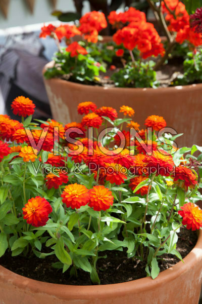 Zinnia marylandica Double Zahara Fire