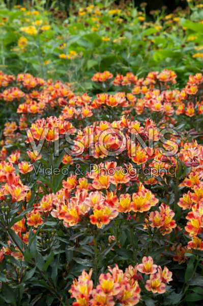 Alstroemeria Indian Summer® Alstroemeria Indian Summer®