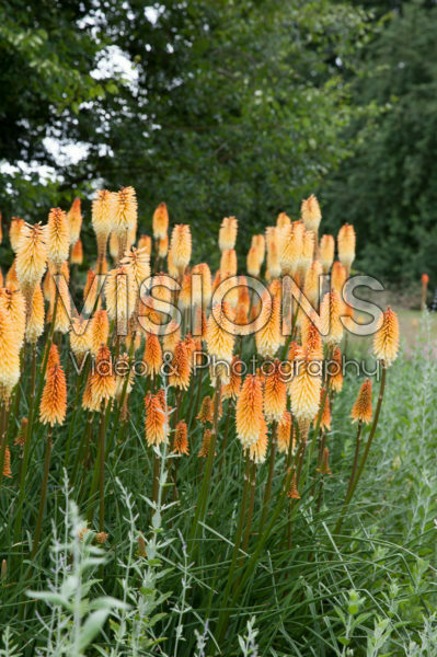 Kniphofia triangularis Kniphofia triangularis