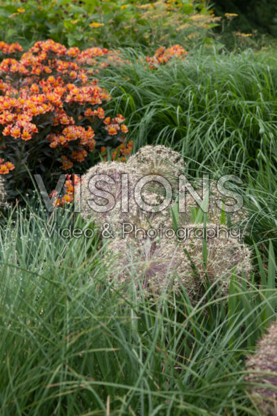 Alstroemeria Indian Summer® Alstroemeria Indian Summer®