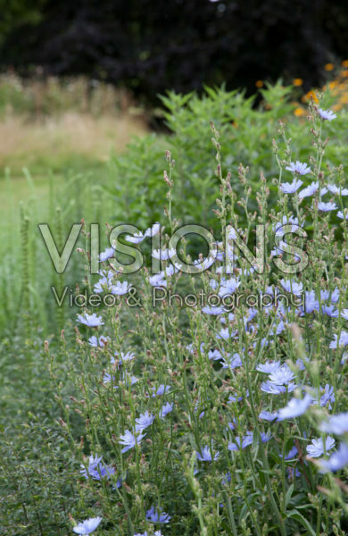 Cichorium intybus