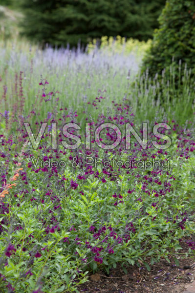 Salvia microphylla Maroon