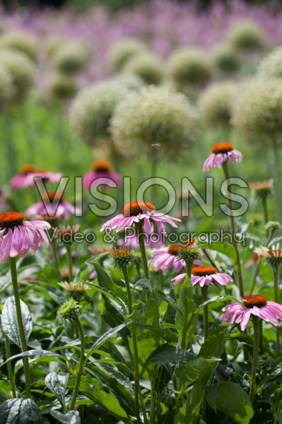 Allium, Echinacea Allium, Echinacea