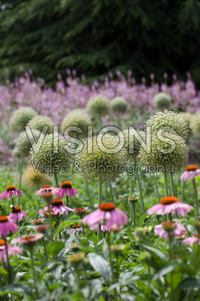 Allium, Echinacea Allium, Echinacea