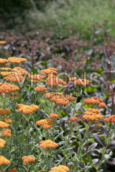 Achillea millefolium Walther Funcke Achillea millefolium Walther Funcke