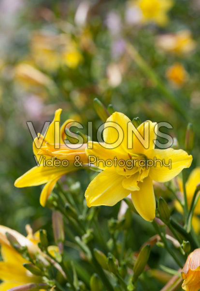 Hemerocallis Lemon Bells Hemerocallis Lemon Bells