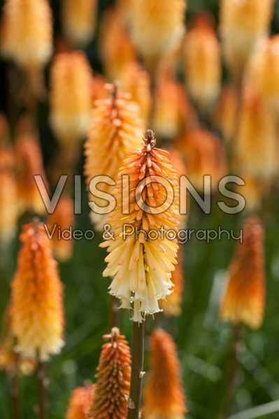 Kniphofia triangularis