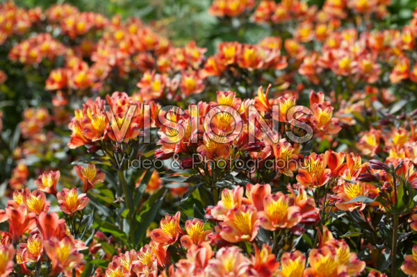 Alstroemeria Indian Summer® Alstroemeria Indian Summer®
