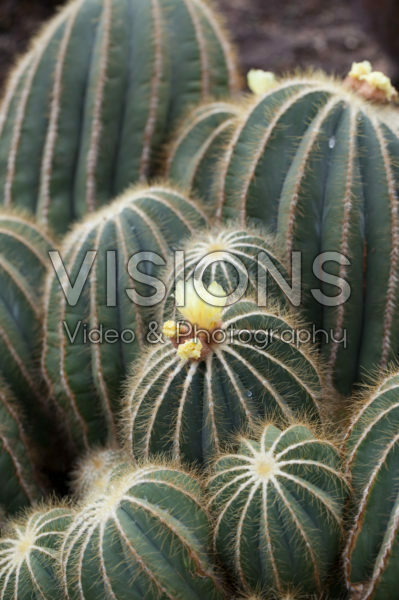 Parodia magnifica