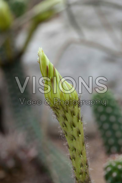 Echinopsis thelonga Echinopsis thelonga