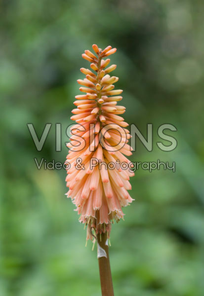 Kniphofia Timothy Kniphofia Timothy