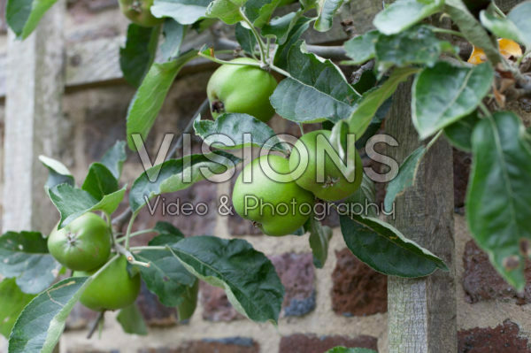 Malus Ribston Pippin
